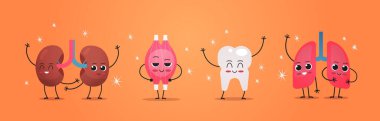 Komik anatomik maskot böbrekleri kas dişleri, karakterler insan vücudu iç organları anatomi sağlık konsepti yatay sağlık konsepti