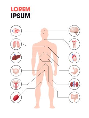 İç organları olan insan vücut yapısı bilgi posteri anatomi sistemini tam uzunlukta kopyalama alanı dikey