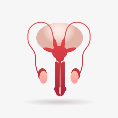 Erkek üreme sistemi anatomisi biyoloji tıp sağlık konsepti düz