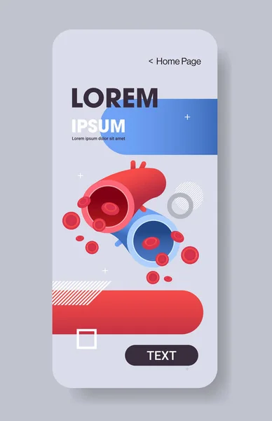 Artère rouge et veine bleue anatomie du système circulatoire humain des vaisseaux sanguins biologie médecine concept smartphone écran application mobile espace de copie vertical plat — Image vectorielle