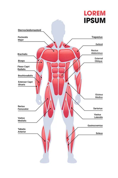 Placa do sistema muscular masculino estrutura do corpo humano mapa muscular comprimento total espaço de cópia vertical —  Vetores de Stock