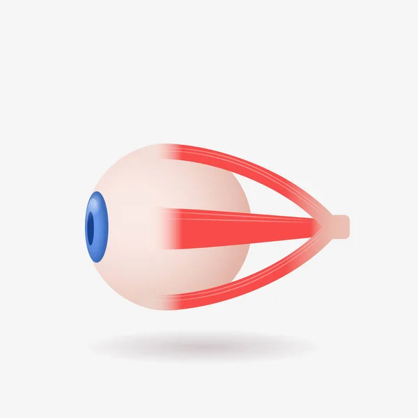 Ανθρώπινο μάτι εικονίδιο εσωτερική δομή οργάνων λεπτομερή eyeball ιατρική περίθαλψη ανατομία βιολογία έννοια επίπεδη — Διανυσματικό Αρχείο