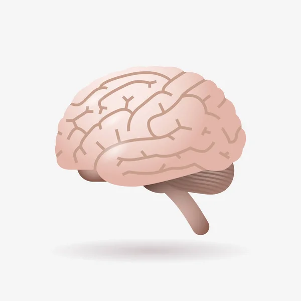 Hjärna ikon människans inre organ biologi anatomi sjukvård koncept platt — Stock vektor