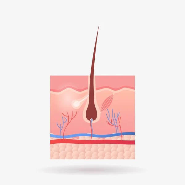 Icona del follicolo pilifero anatomia dell'organo interno umano biologia assistenza sanitaria concetto medico corpo sistema piatto — Vettoriale Stock