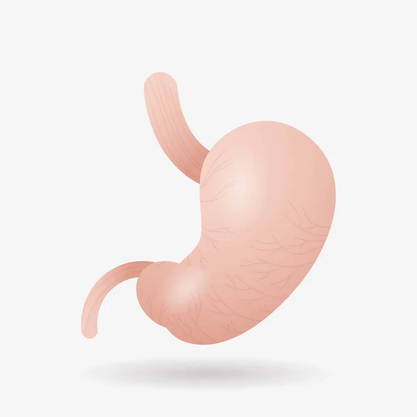 Icono del estómago anatómico órgano interno humano anatomía cuidado de la salud concepto médico plano — Vector de stock