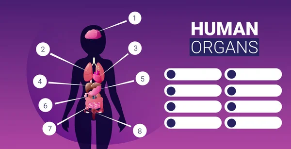 Struttura del corpo umano poster infografico con organi interni femminili icone sistema anatomico bordo verticale orizzontale — Vettoriale Stock