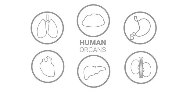 Sistema humano órganos internos estómago anatómico hígado riñones pulmones corazón cerebro iconos colección anatomía salud concepto médico horizontal — Vector de stock