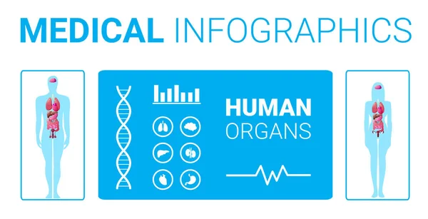 Struttura del corpo umano poster infografica medica con organi interni maschili femminili scheda sistema anatomico orizzontale a tutta lunghezza — Vettoriale Stock