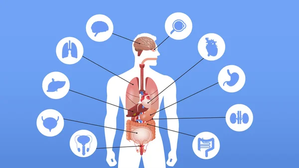 Cuerpo humano estructura infografía cartel con órganos internos iconos sistema anatomía retrato horizontal vector ilustración — Vector de stock