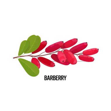 taze meyve ikonu lezzetli olgun meyve meyvesi beyaz arka planda izole sağlıklı yiyecek konsepti