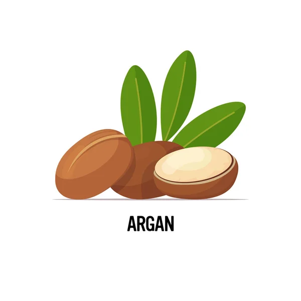 Icona dei semi di argan freschi gustose noci mature isolate su sfondo bianco concetto di cibo sano — Vettoriale Stock
