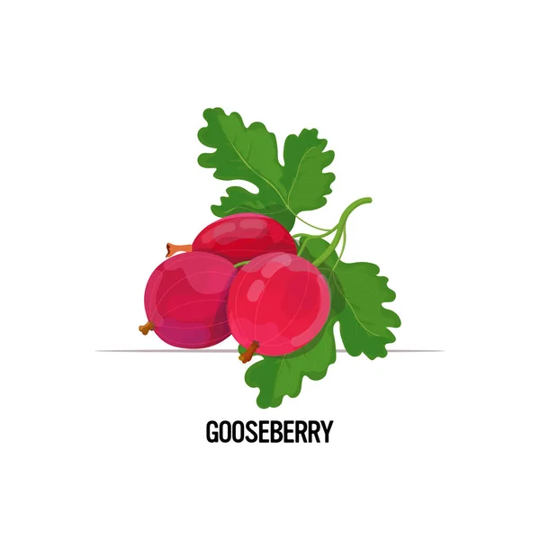 Färska saftiga krusbär med blad välsmakande mogna bär frukt isolerad på vit bakgrund hälsosam mat koncept — Stock vektor