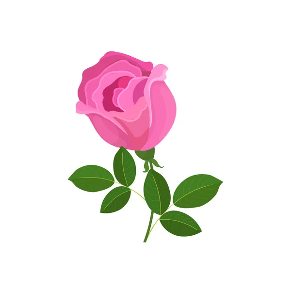 Hermosa rosa rosa flor aislada sobre fondo blanco símbolo de amor decoración elemento naturaleza concepto — Vector de stock