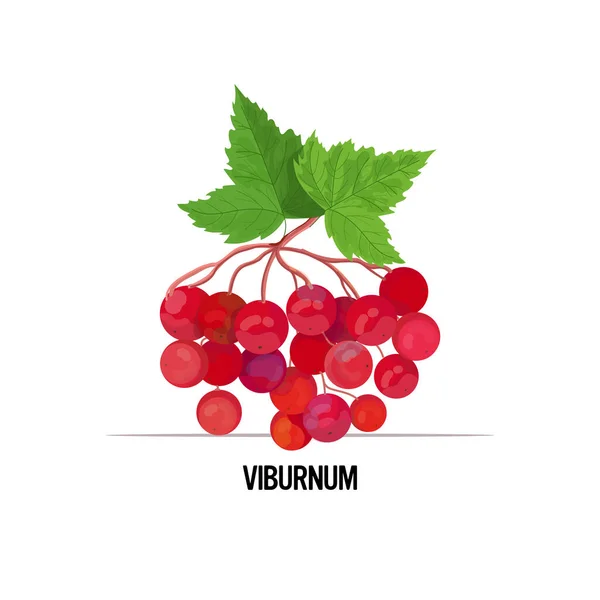 新鲜维伯纳姆象征美味成熟水果浆果健康食品概念 — 图库矢量图片