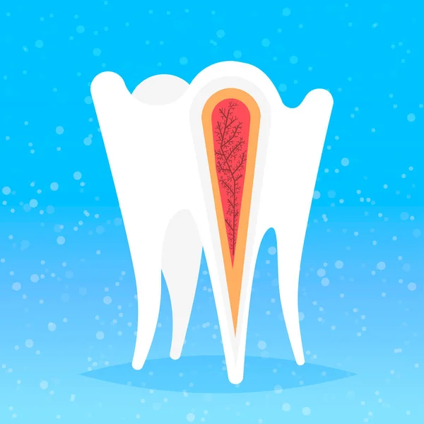 Anatomía de la estructura dental humana terminaciones nerviosas sección transversal para la clínica dental médica dentista medicina concepto de odontología — Archivo Imágenes Vectoriales