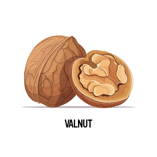 Celá a půl vlašské ořechy izolované na bílém pozadí zdravé vegetariánské jídlo koncept — Stockový vektor