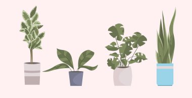 farklı saksılarda çeşitli ev içi bahçe bitkileri ev dekorasyonları kavramı yatay