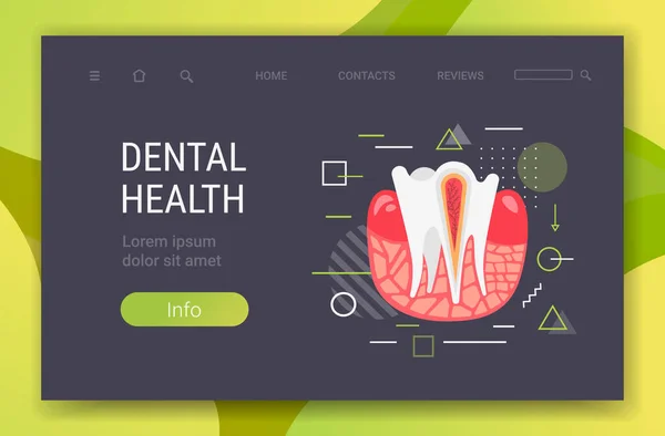 Anatomía de la estructura dental humana terminaciones nerviosas sección transversal para la clínica dental médica dentista medicina concepto de odontología espacio de copia horizontal — Archivo Imágenes Vectoriales