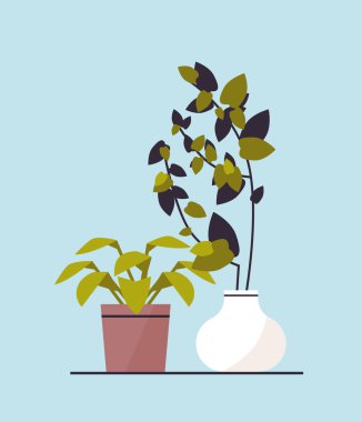 Saksı bitkisi ikonu sera botanik bahçesi konsepti