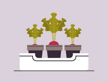 saksıda pancar ya da turp bitkisi sera bitkisi, botanik bahçe konsepti.