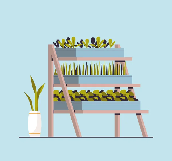 Kas planten potplanten op planken home garden concept — Stockvector