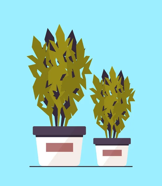 鉢植えの植物アイコン温室植物園のコンセプト — ストックベクタ
