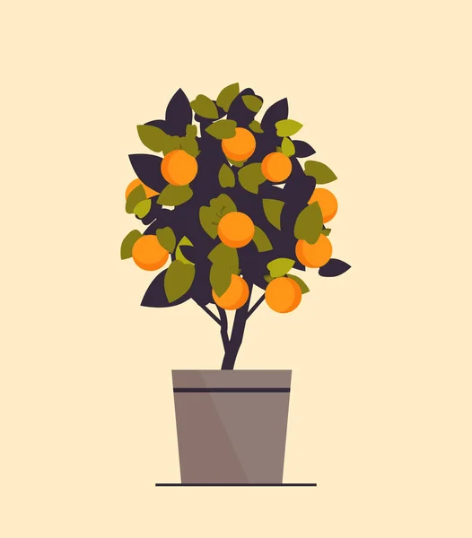 Potsinaasappelplant die fruitboom kweekt in pot — Stockvector