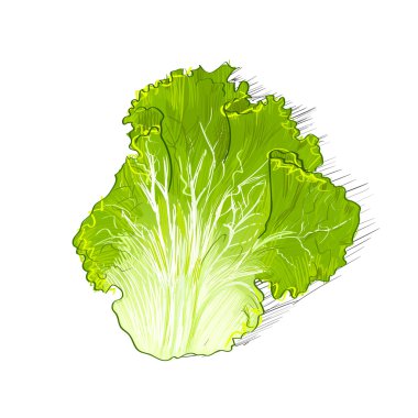 Taze marul salata
