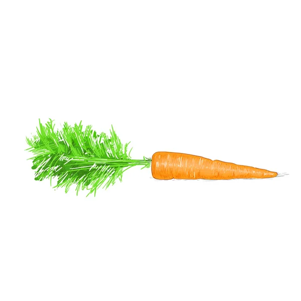 Cenoura vermelha vegetal orgânico — Vetor de Stock