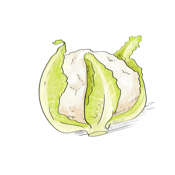 Green cabbage illustration — Stock Vector