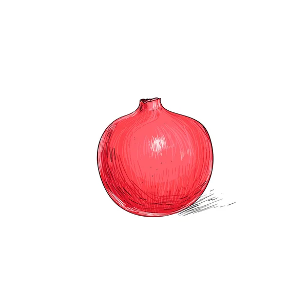 Hand drawn  fresh pomegranate — Stock Vector