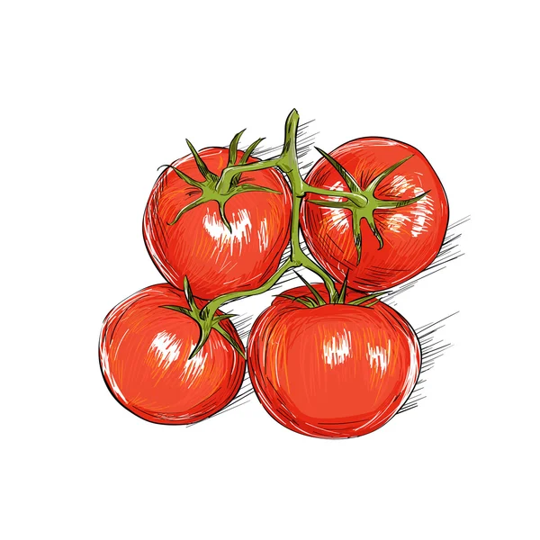 Akwarela pomidorkami — Wektor stockowy