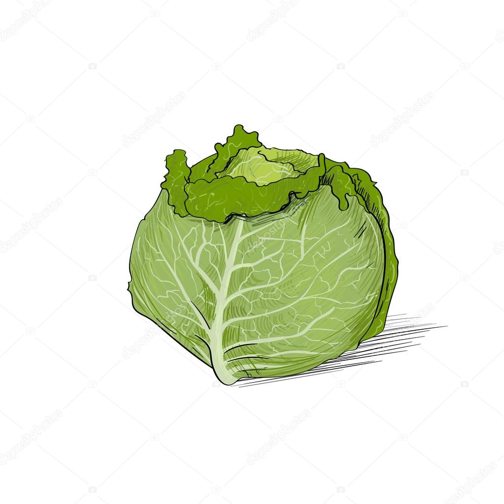 Green cabbage illustration — Stock Vector © mast3r 62279907