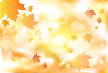 Sonbahar akçaağacı arkaplanı terk eder