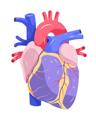 İnsan kalbi anatomisi tıbbi organ diyagramı renkli arterler beyaz arka planda izole edilmiş detaylı yapılar sağlık hizmeti konsepti Vektör illüstrasyonu