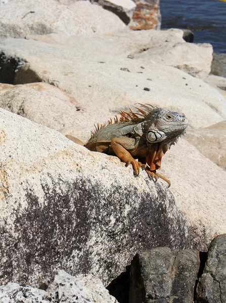 Kayalardan bakmak Iguana