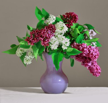 Beyaz ve mor leylak hayat hala