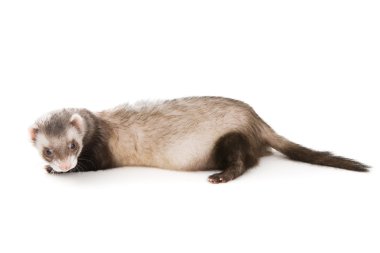 İzole evde beslenen hayvan yaban gelinciği