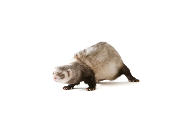 Ferret geïsoleerde huisdier — Stockfoto