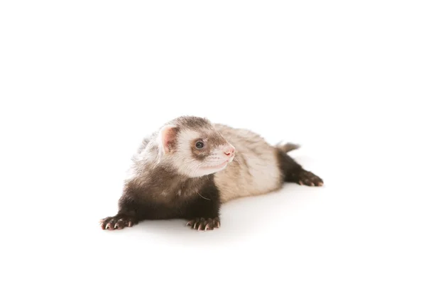 Ferret animal isolé — Photo