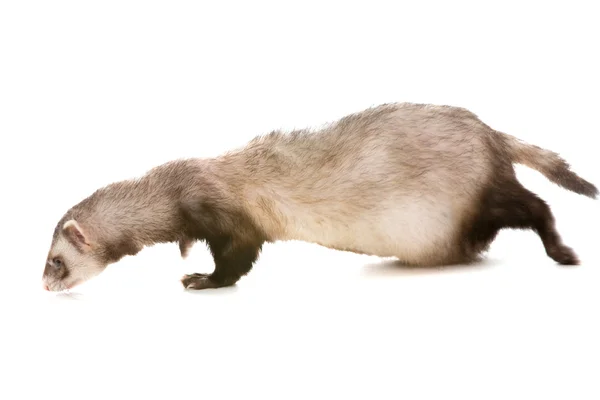 Ferret terisolasi — Stok Foto