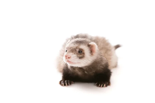 Furet isolé — Photo