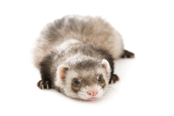 Ferret  isolated pet — Stock Photo, Image