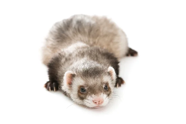 Furão isolado animal de estimação — Fotografia de Stock