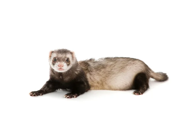 İzole evde beslenen hayvan yaban gelinciği