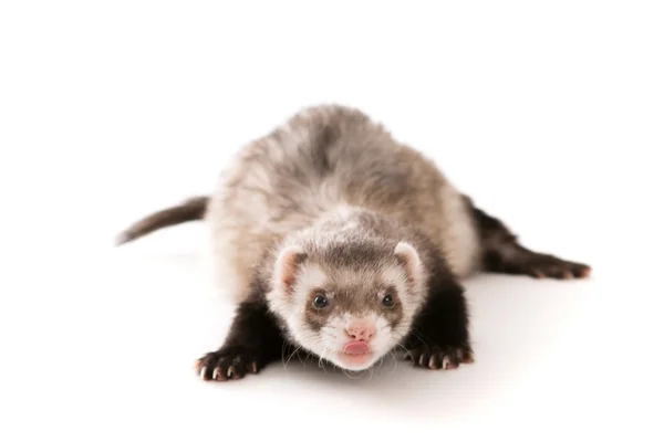 Ferret  isolated pet — Stock Photo, Image
