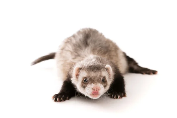 Ferret animal isolé — Photo