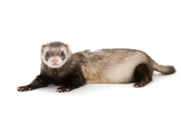 Ferret animal isolé — Photo