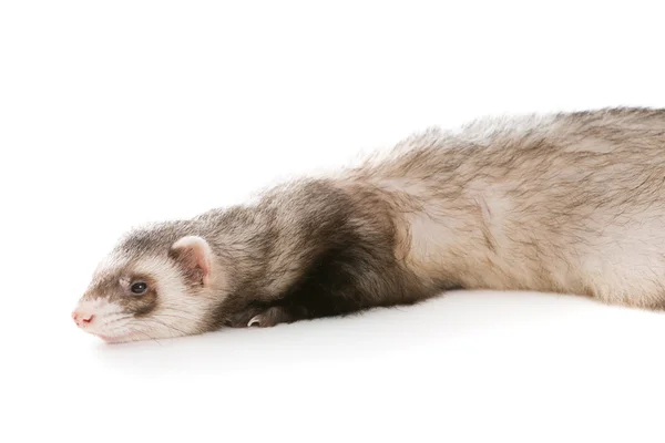 Ferret pet on a white — Stock Photo, Image