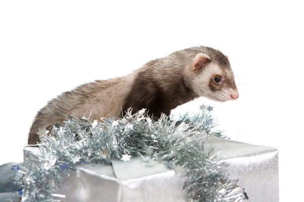 Ferret  isolated — Stock Photo, Image